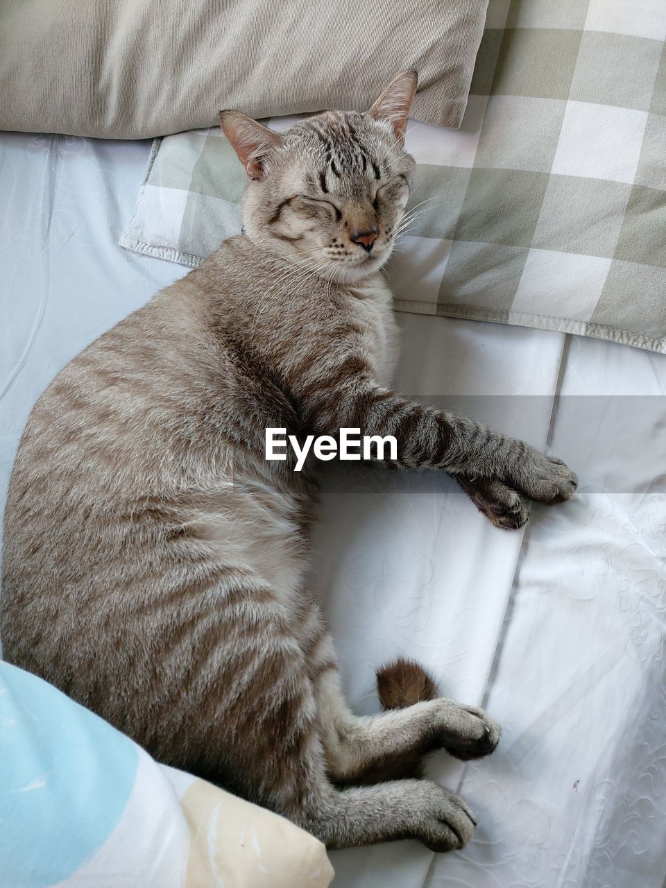 High angle view of cat resting on bed