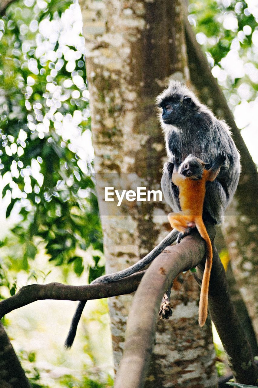 Silvery lutung with infant sitting on tree branch