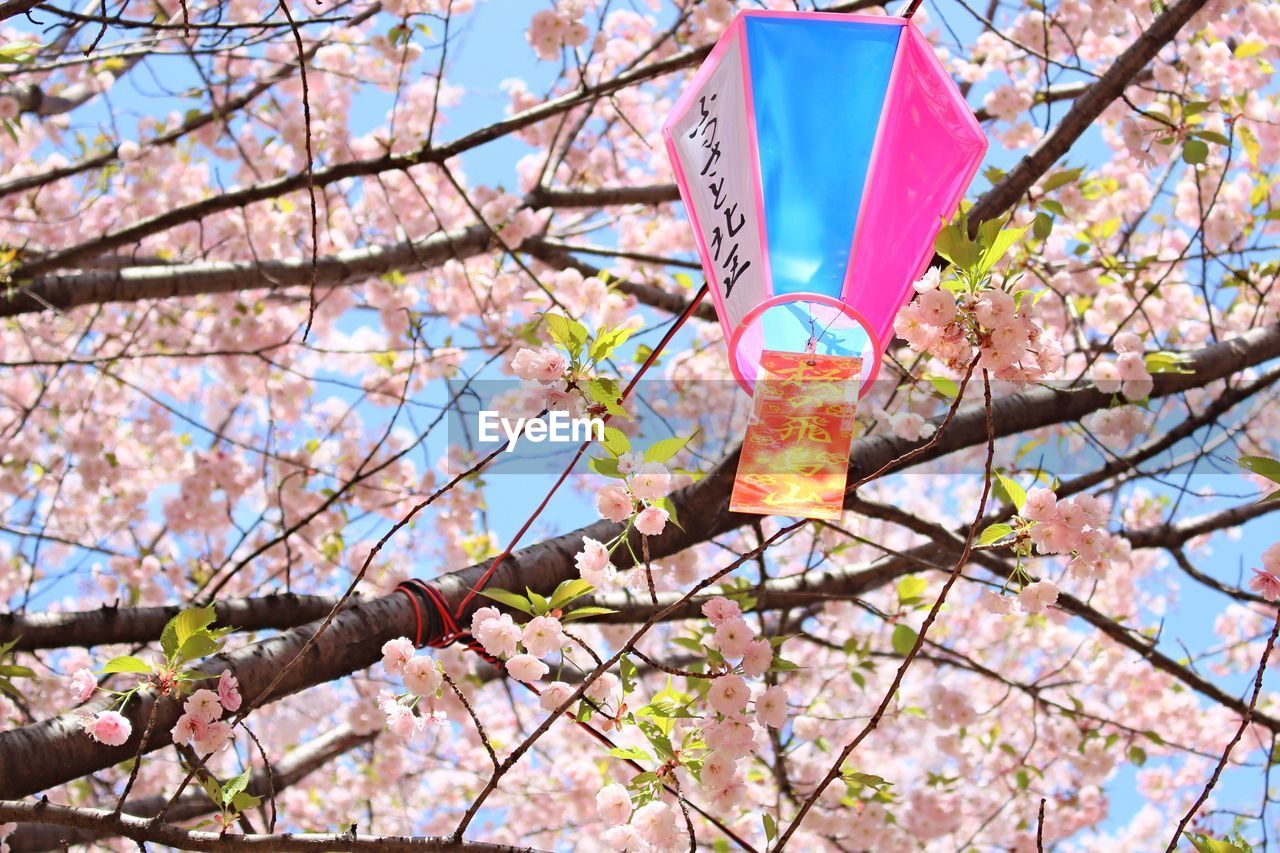 Low angle view of flower tree against sky