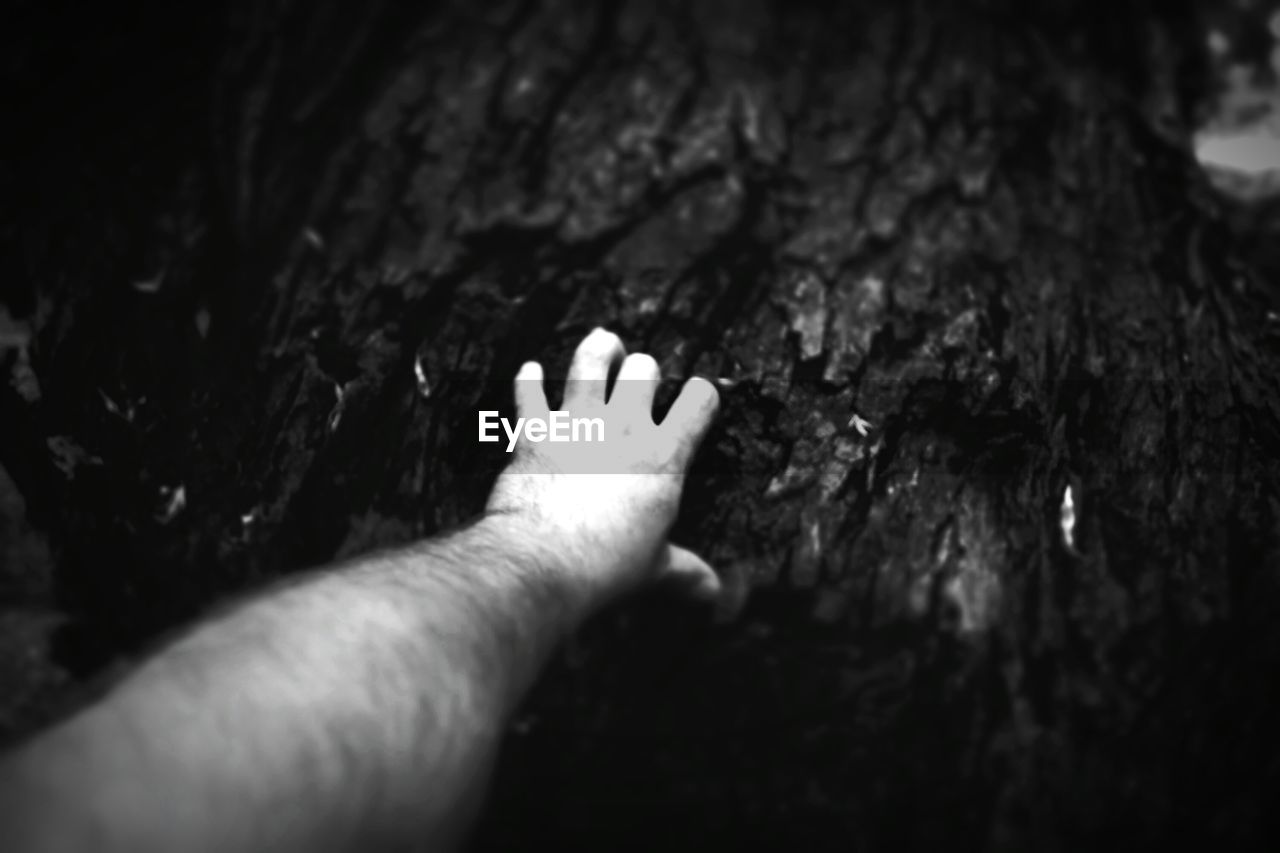 CLOSE-UP OF MAN HAND ON TREE TRUNK