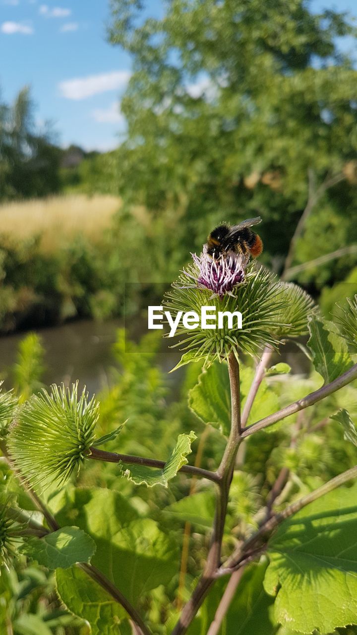 CLOSE-UP OF BEE POLLINATING ON PURPLE FLOWER