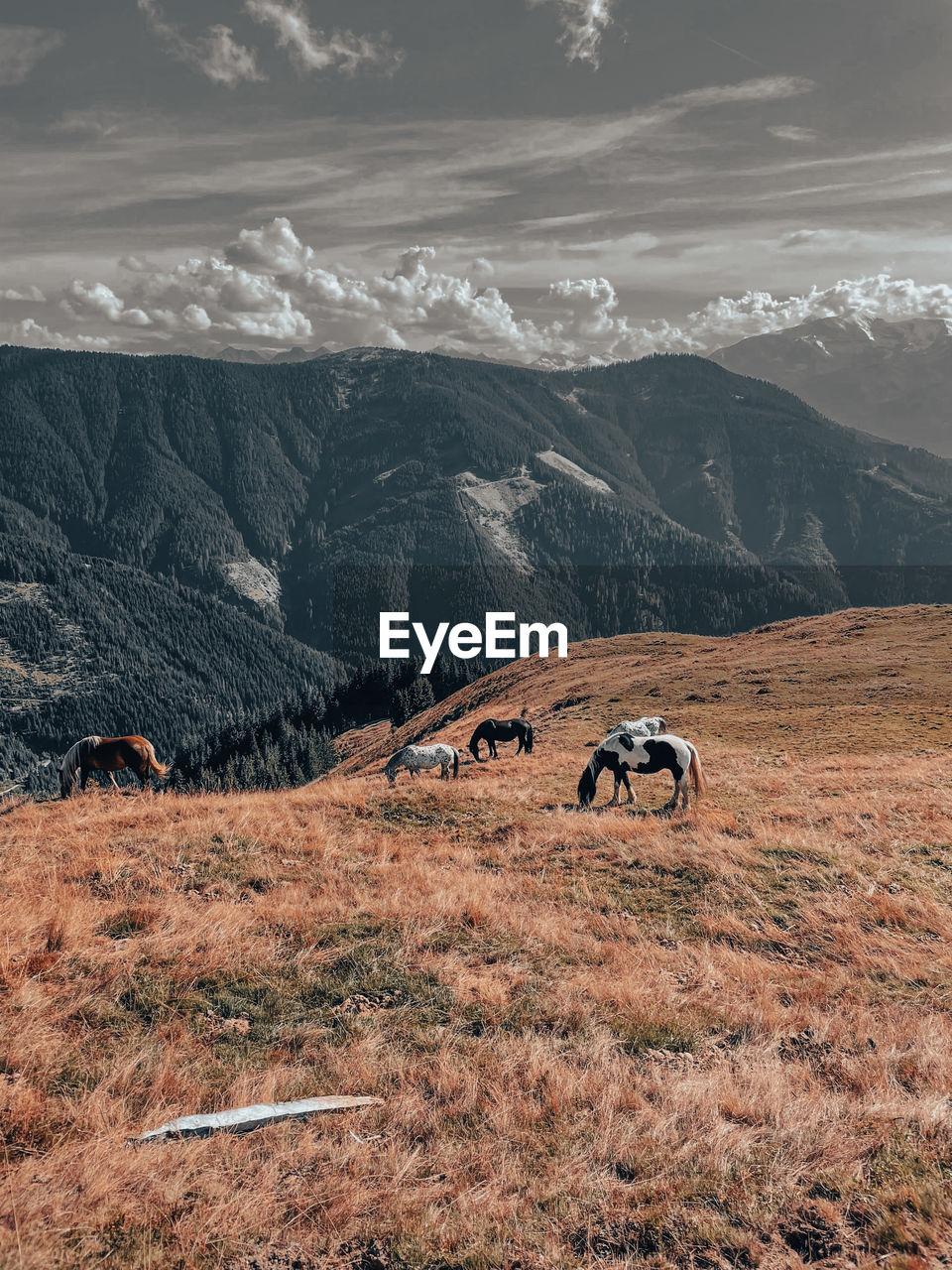 Scenic view of horses and mountains against sky