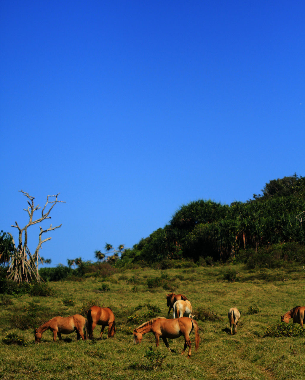 HORSES IN A FIELD AGAINST CLEAR SKY