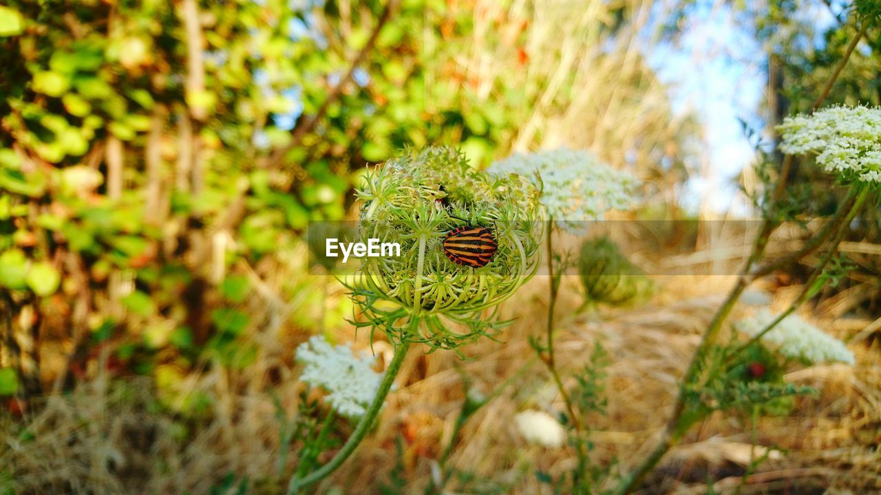 Close-up of insect on plant