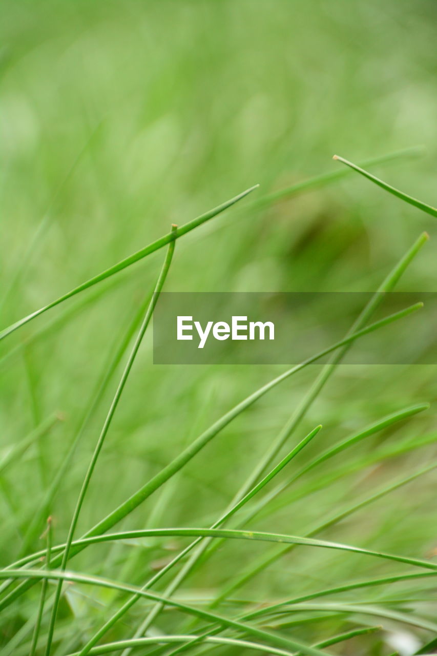 Close-up of grass growing on field