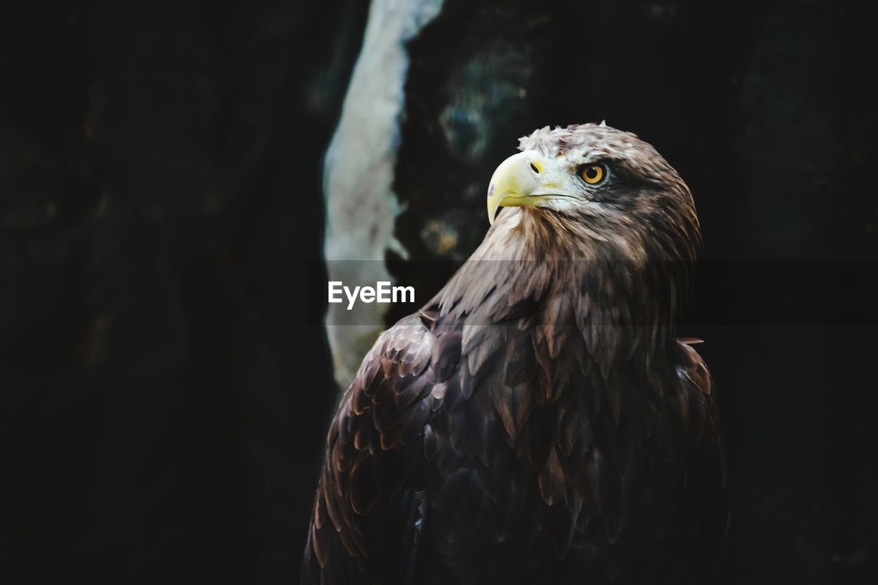 Close-up of bird looking away