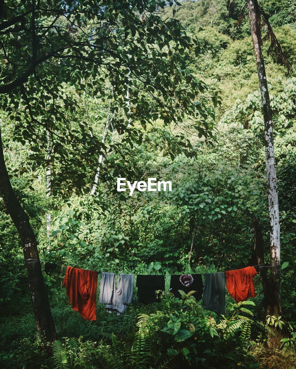 Clothes drying on clothesline amidst trees