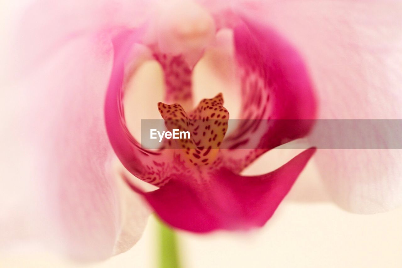 Close-up of pink flower