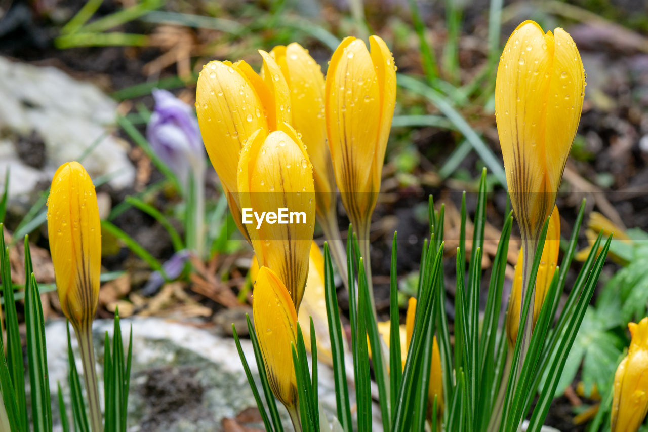 Close-up of yellow flowering plant on land