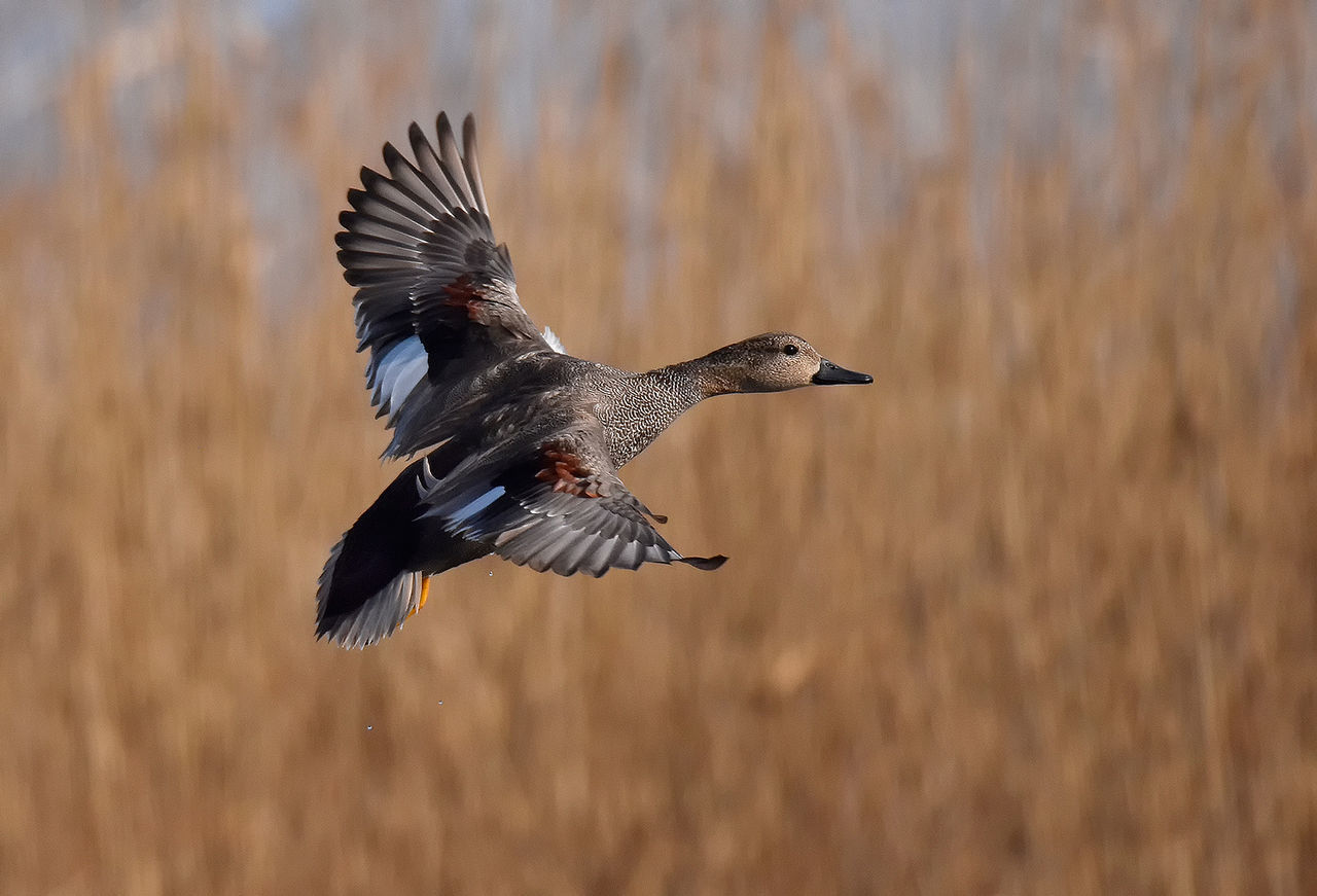 Mid-air of flying duck