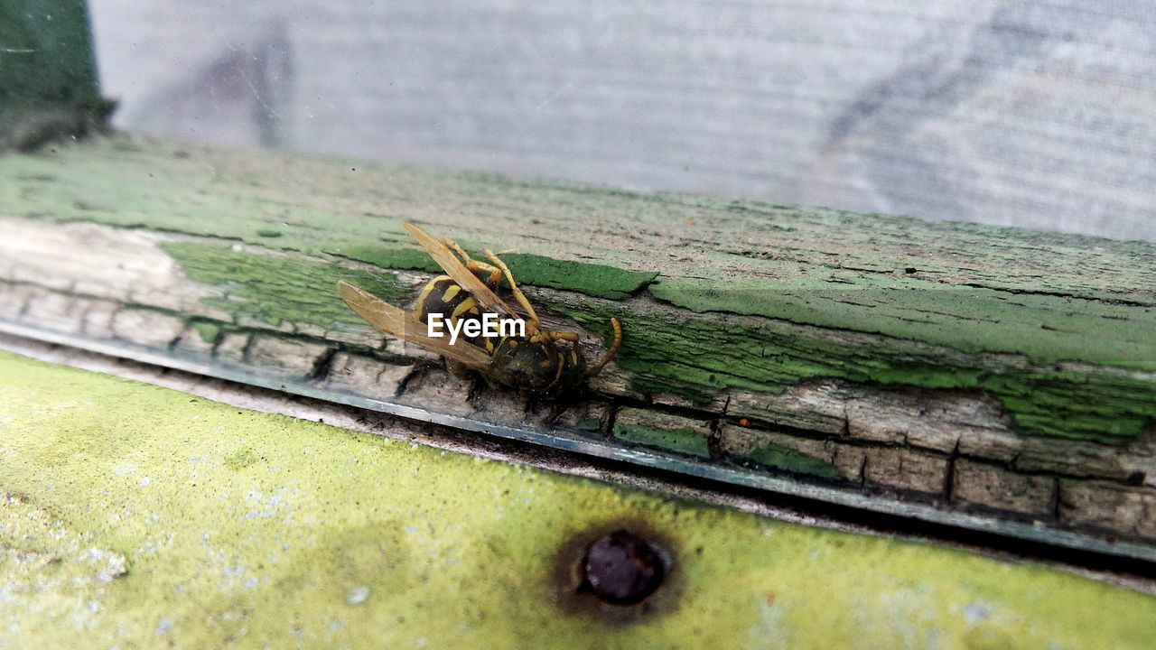 CLOSE-UP OF SPIDER ON GREEN WALL