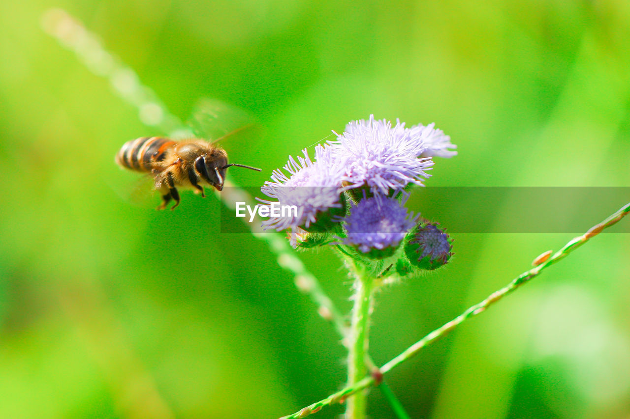 Close-up of bee by thistles blooming outdoors