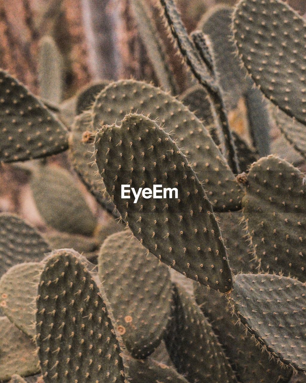 FULL FRAME SHOT OF CACTUS IN POND