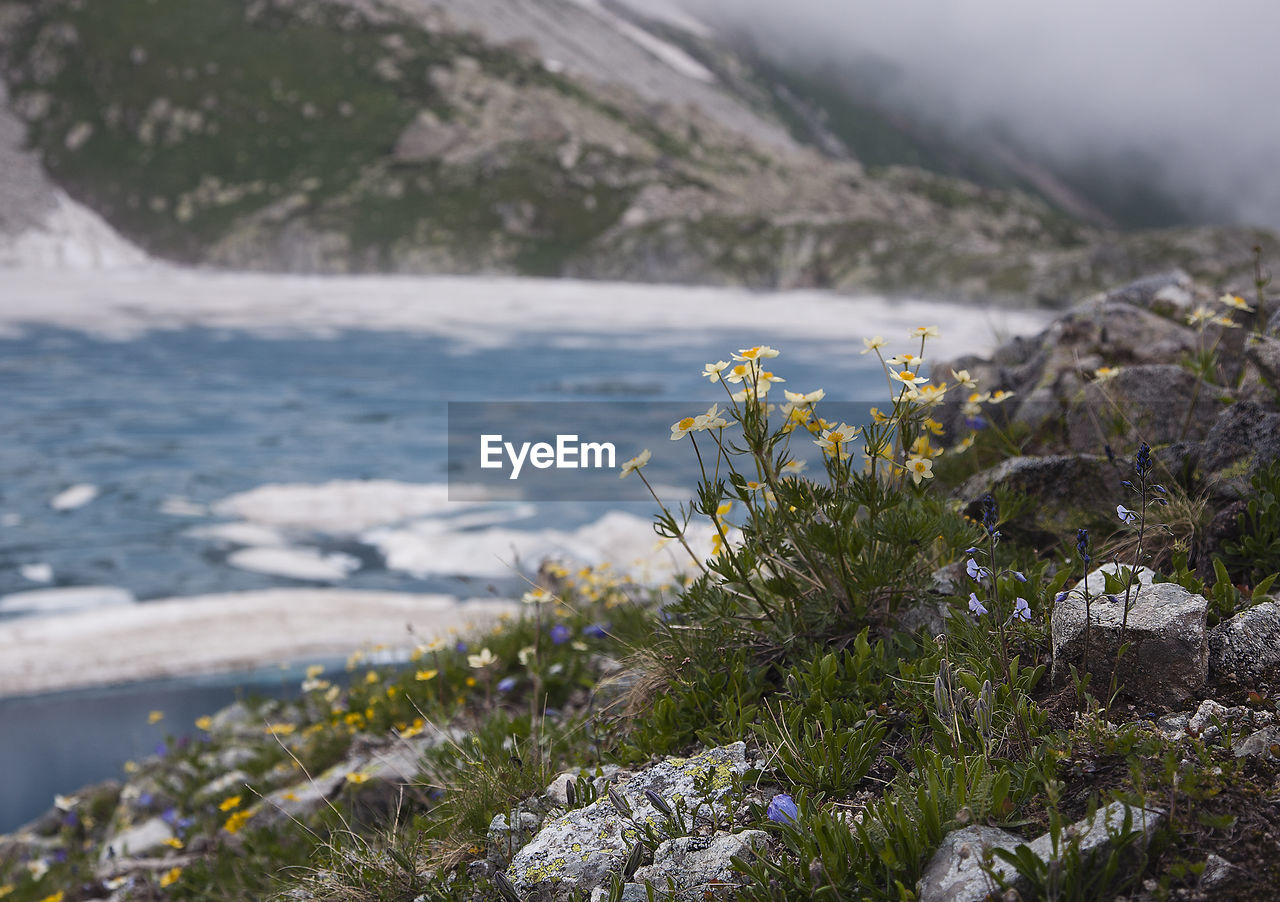 Close-up of flowering plant by sea during winter