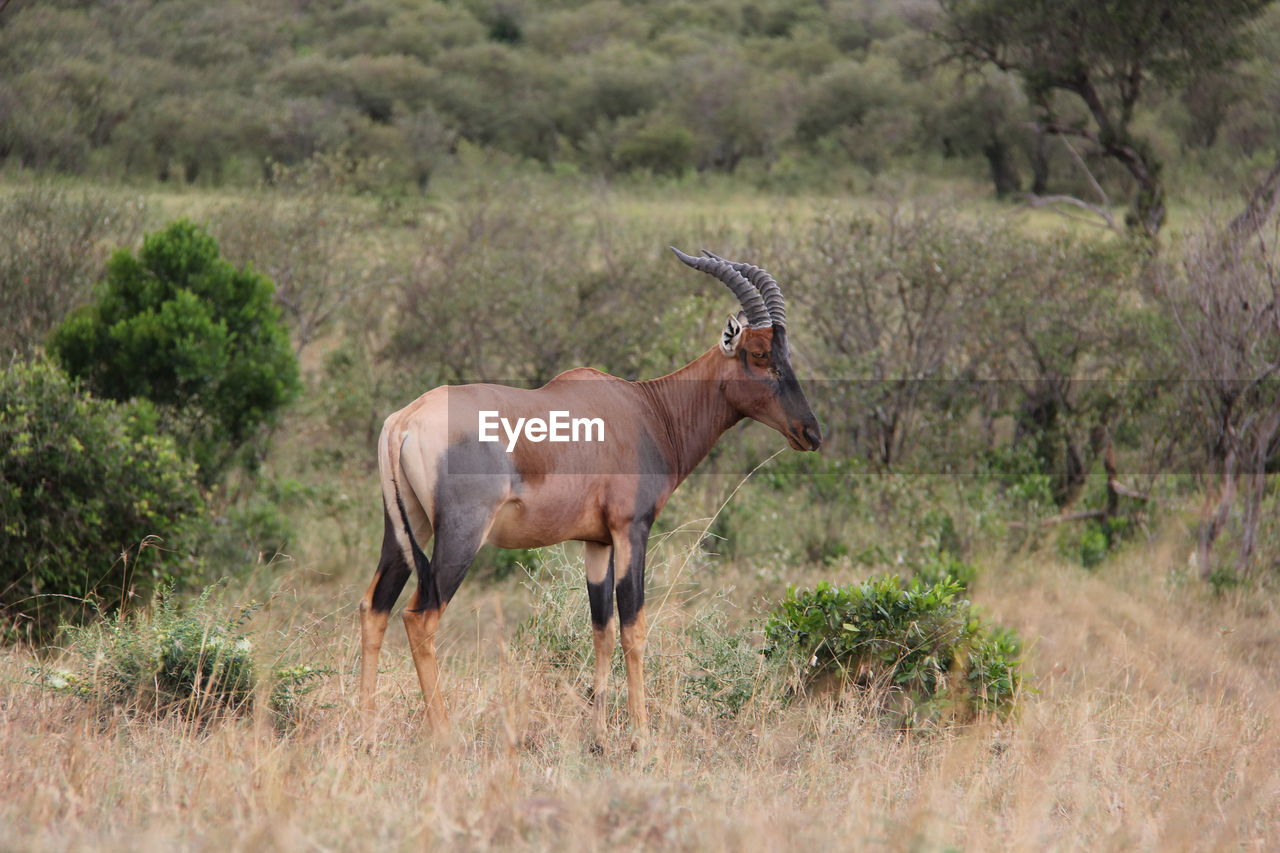 HORSE STANDING IN PASTURE