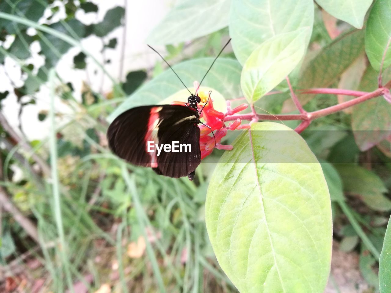 CLOSE-UP OF BUTTERFLY ON LEAF