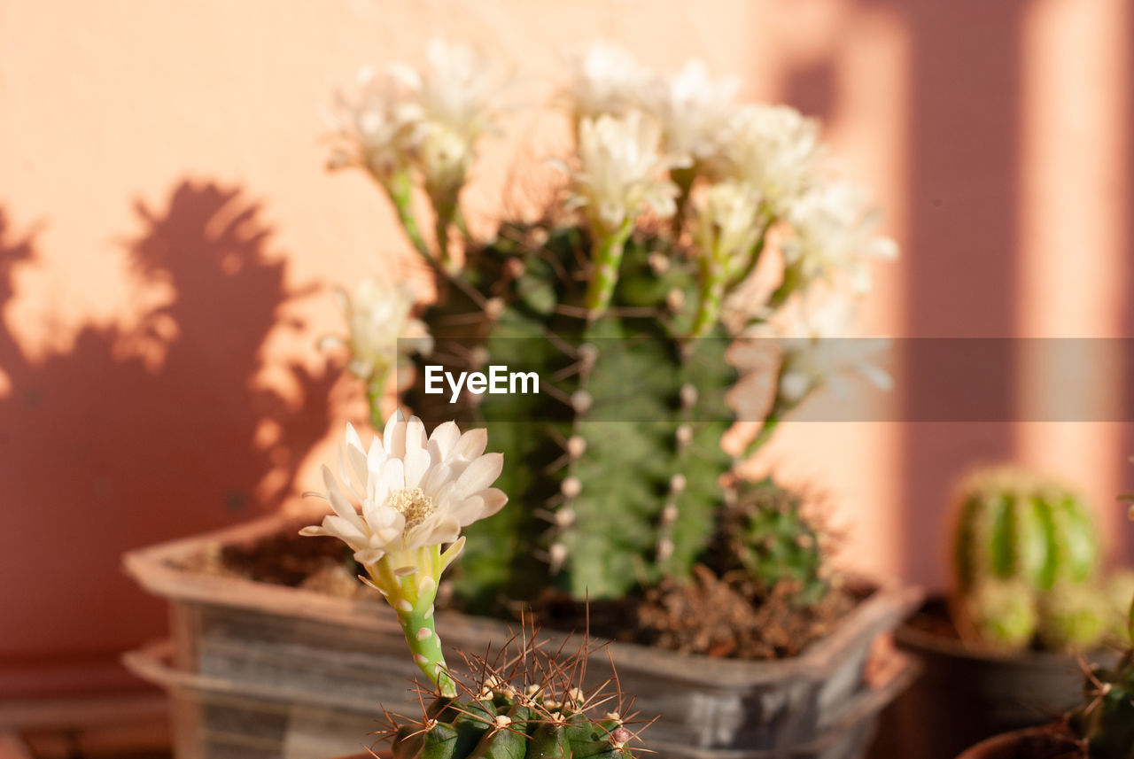CLOSE-UP OF POTTED CACTUS FLOWER