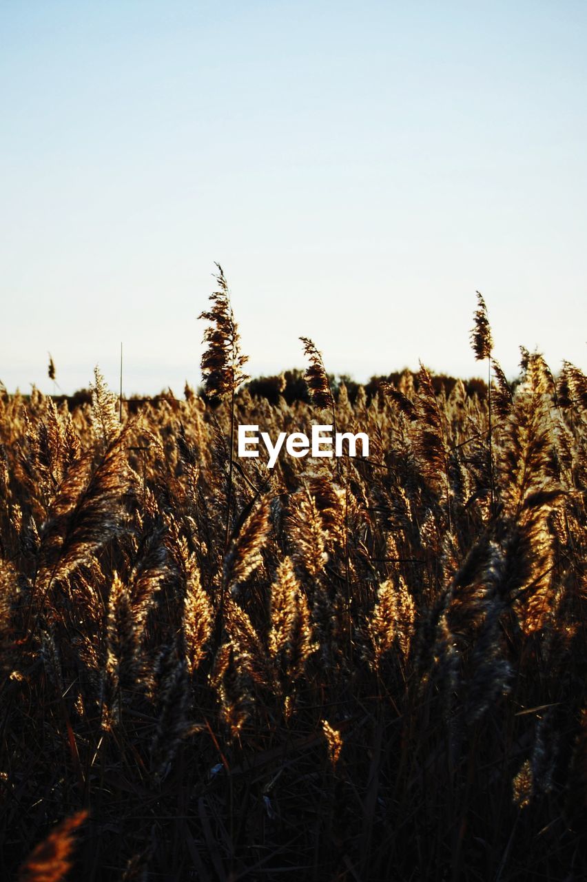 High angle view of stalks in field against clear sky