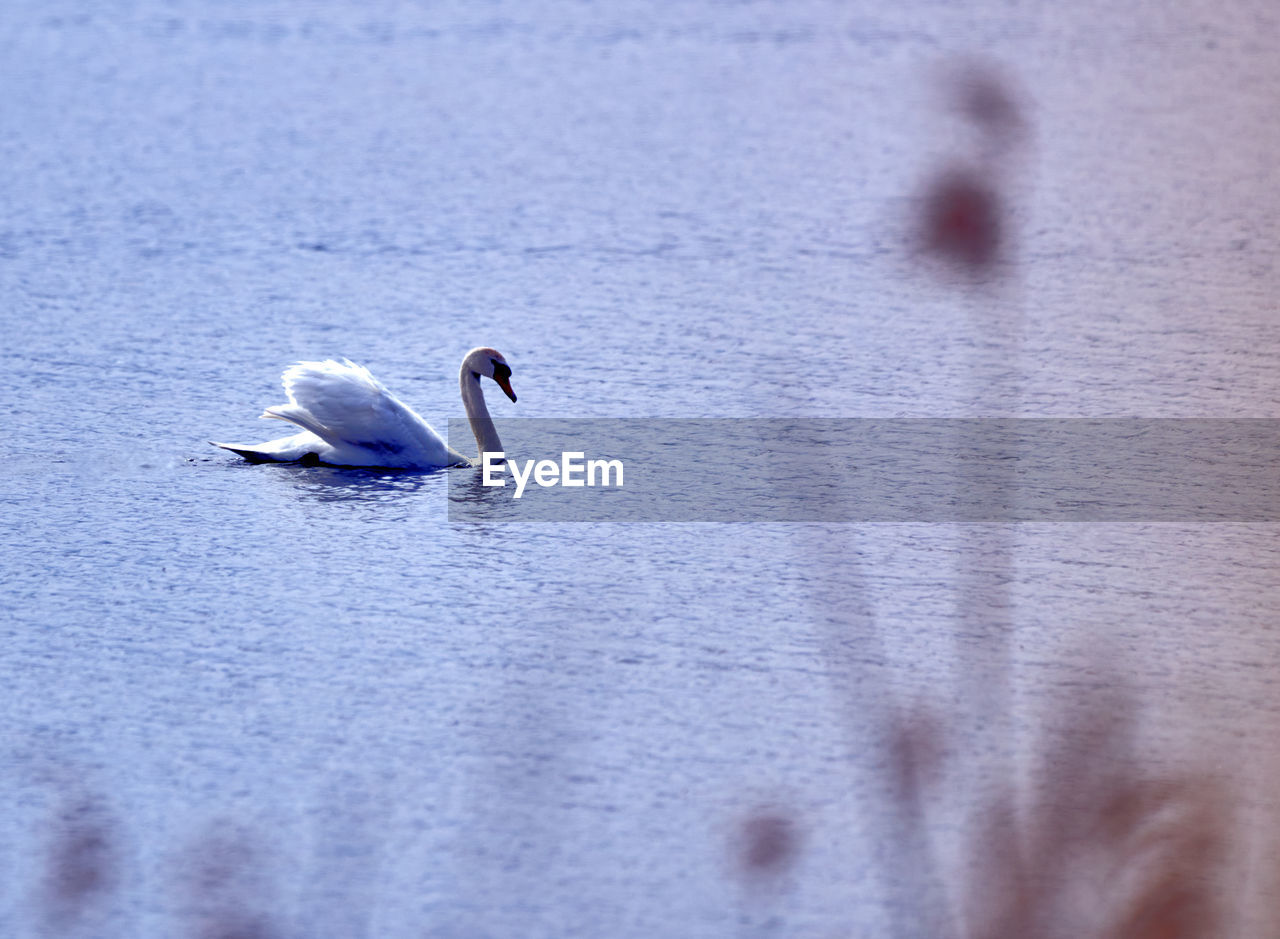 SWANS SWIMMING IN LAKE