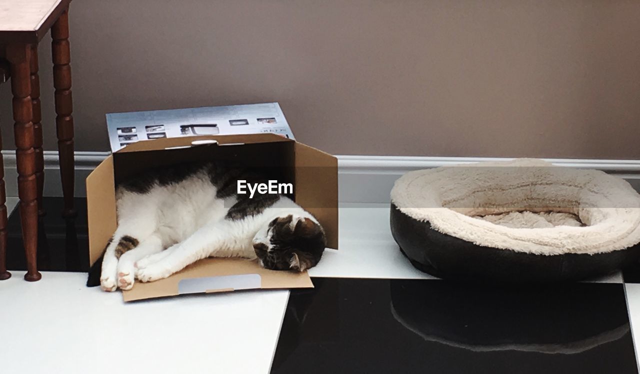 Cat sleeping in cardboard box on floor at home