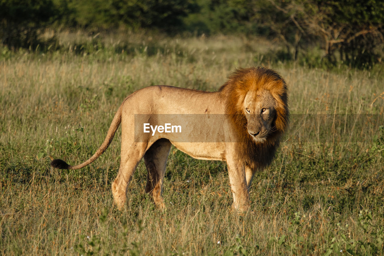 lioness standing on field