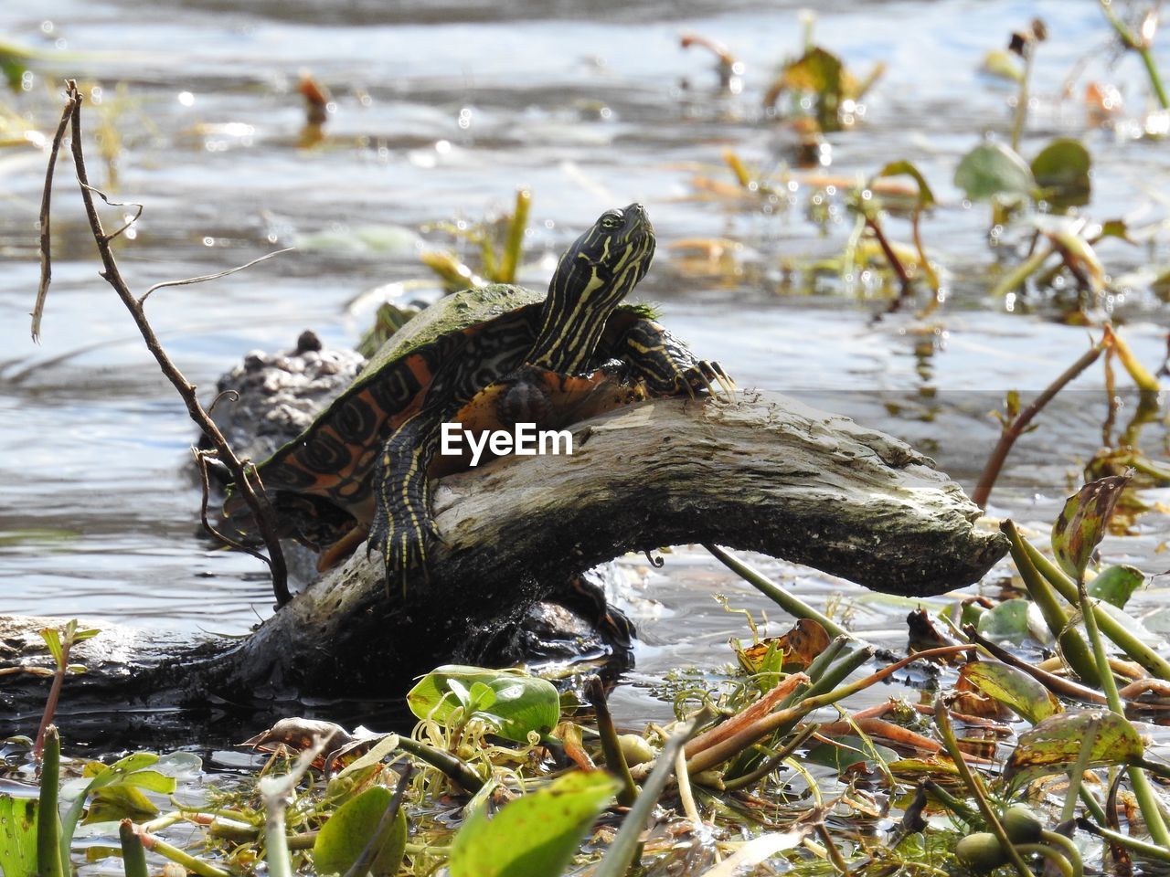 Turtle on wood in lake