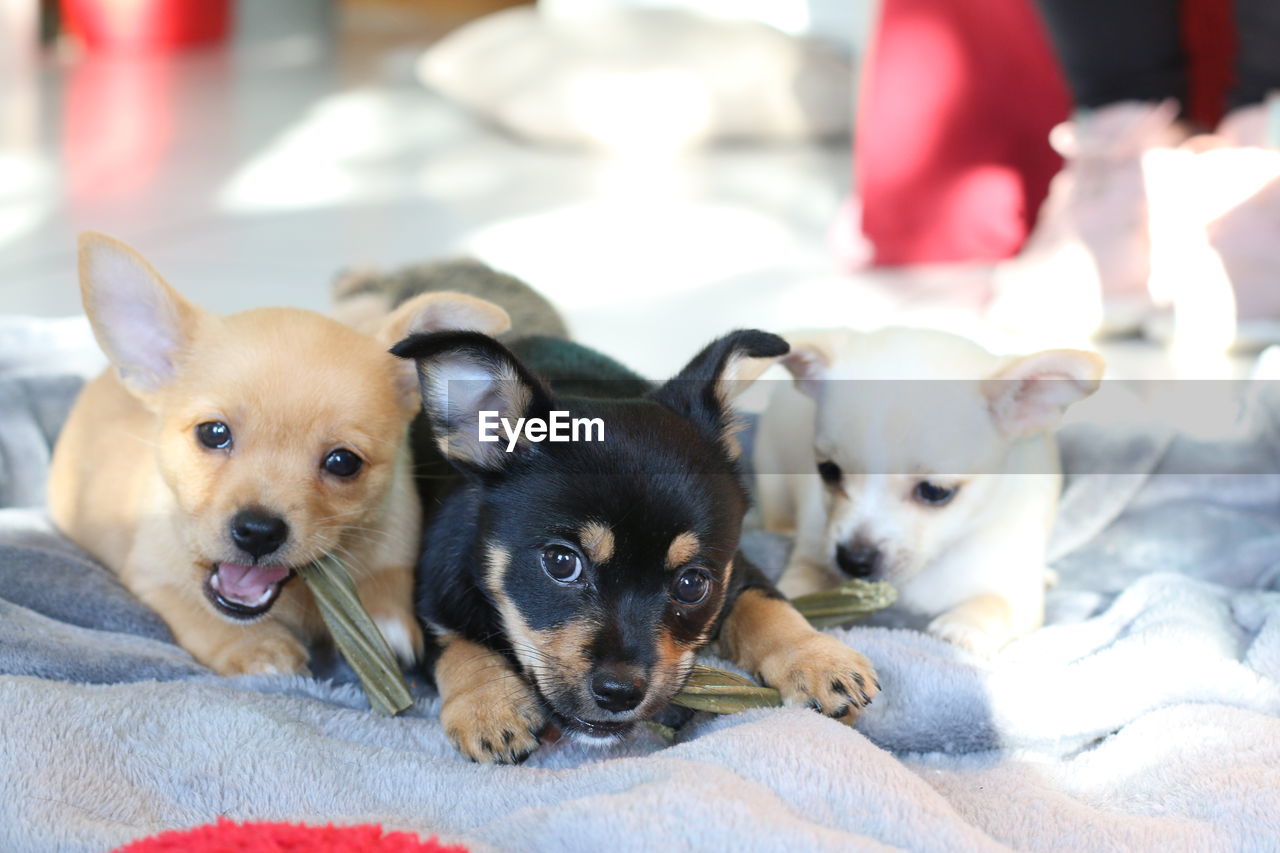 Close-up portrait of cute puppies on bed at home