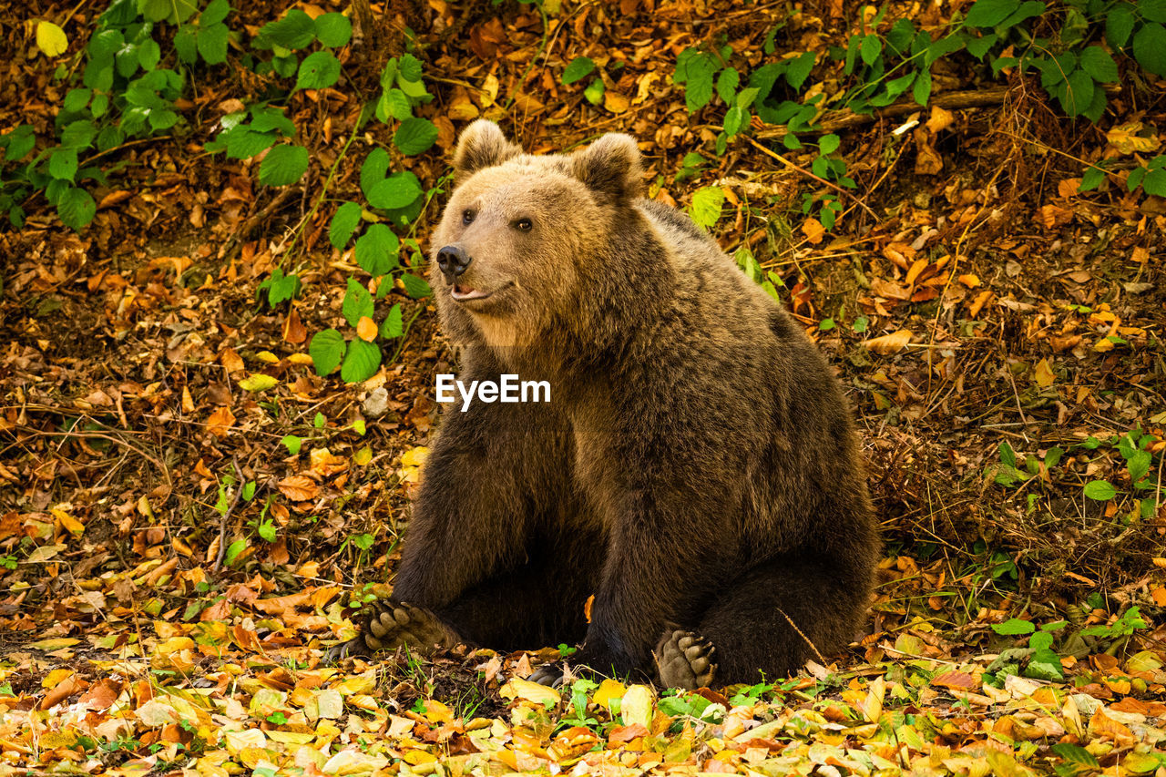 Close-up of a wild bear in the forest