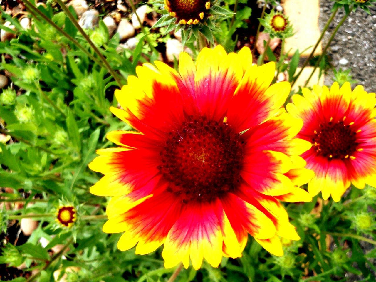 Close-up of yellow flower