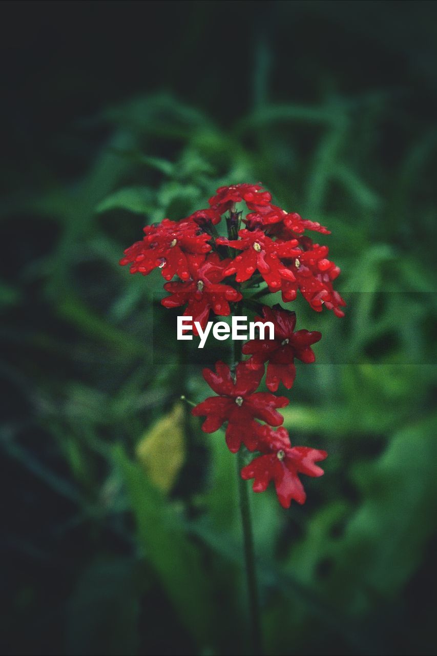 CLOSE-UP OF RED FLOWERS