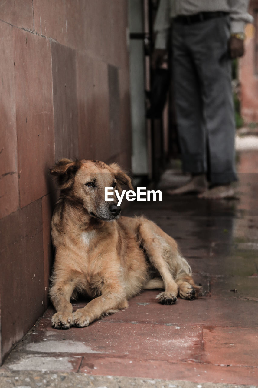 Sad dog setting on floor