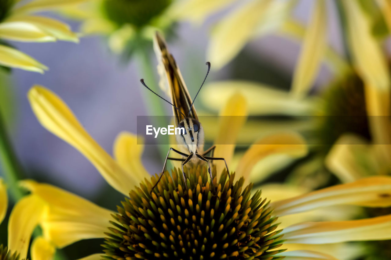 CLOSE-UP OF INSECT ON YELLOW FLOWER