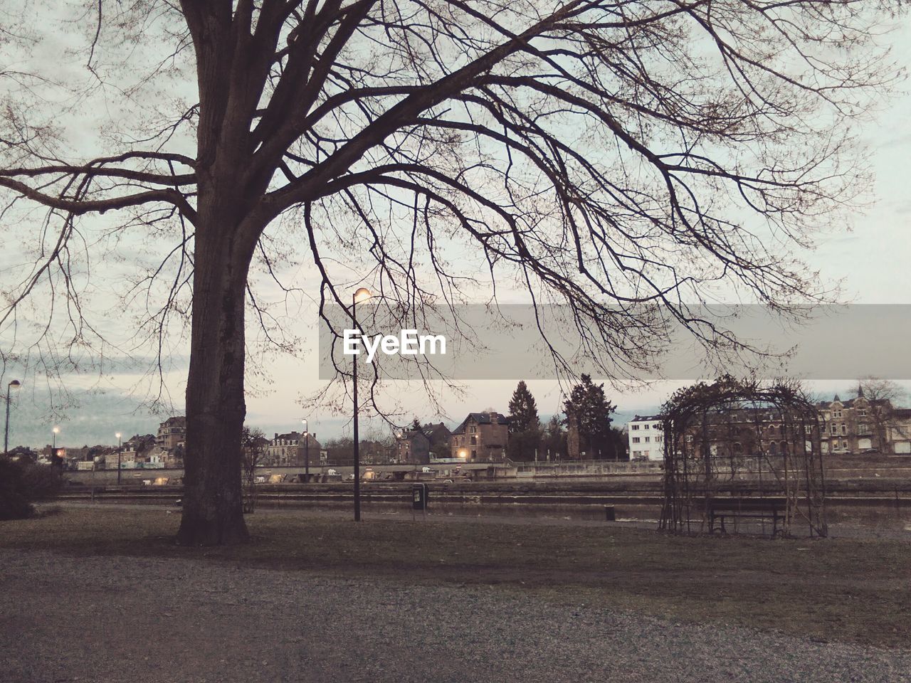 VIEW OF TREES AGAINST SKY