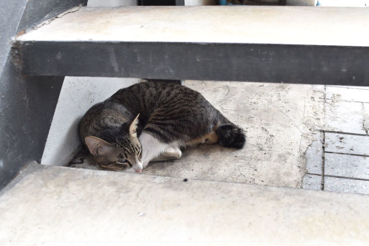 Cat sleeping outdoors