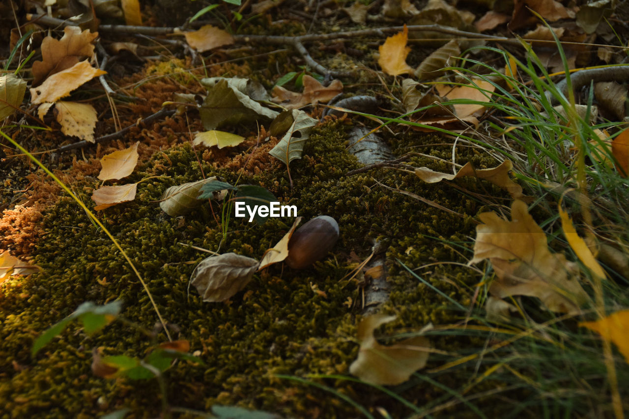 HIGH ANGLE VIEW OF MUSHROOMS ON DRY LEAVES