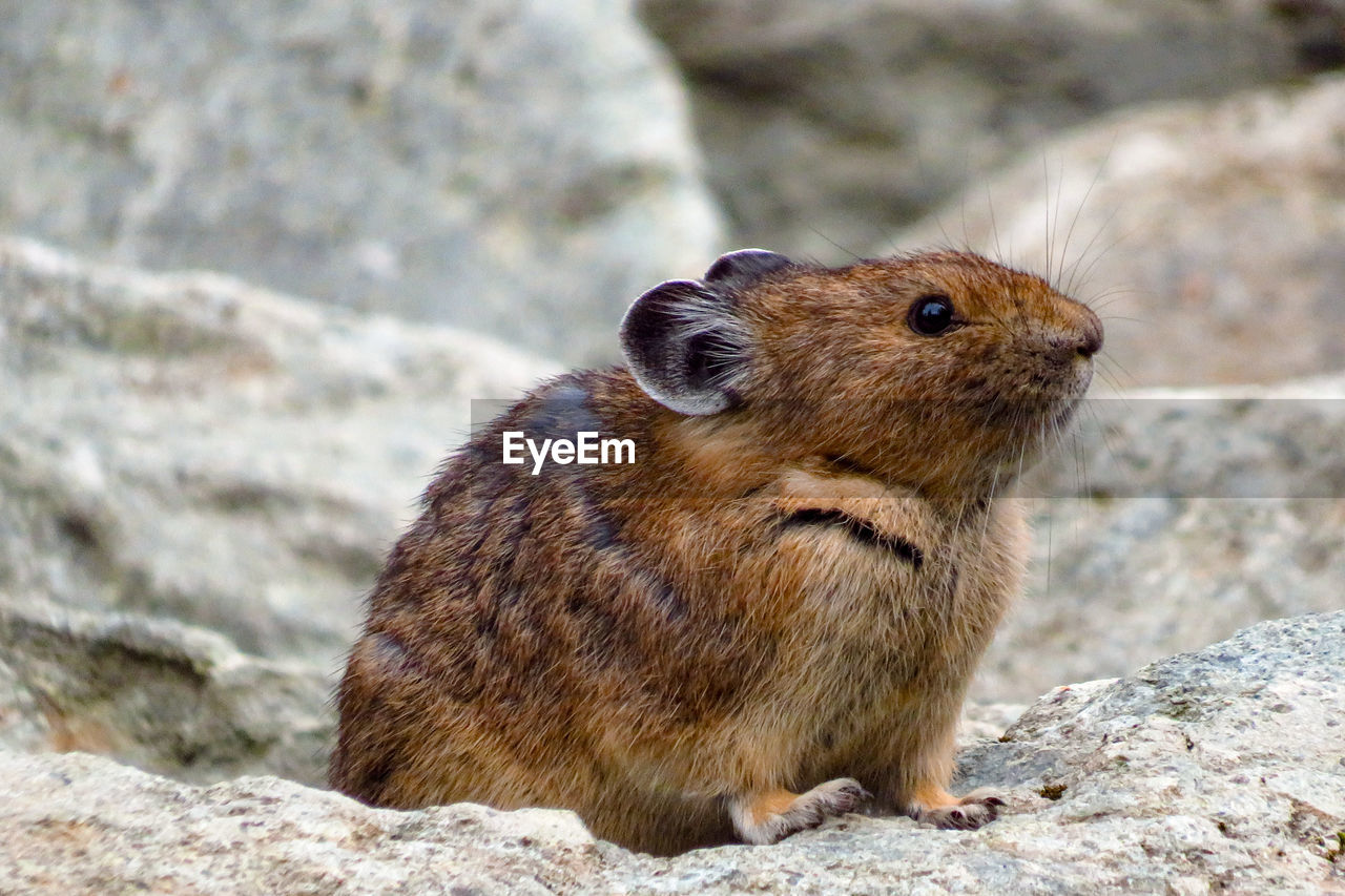 CLOSE-UP OF A RABBIT ON ROCKS