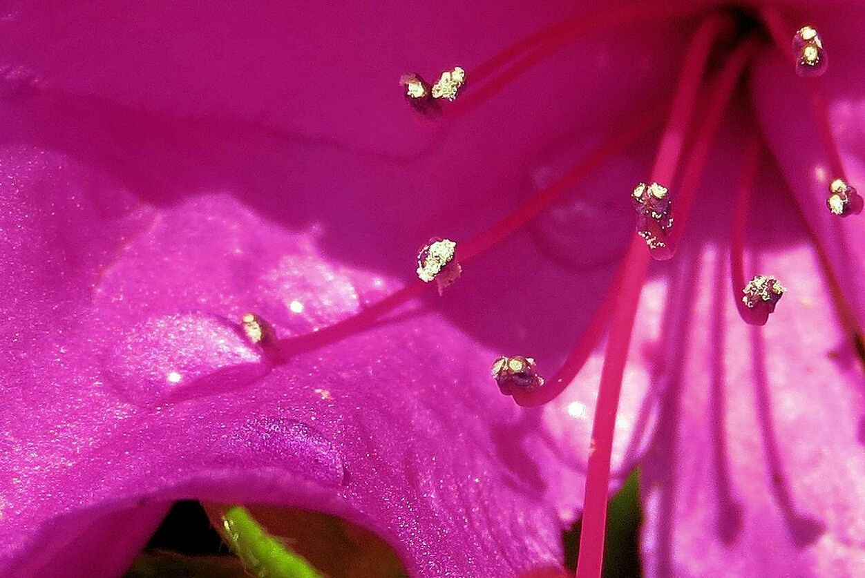 Macro shot of water drops on pink rhododendron