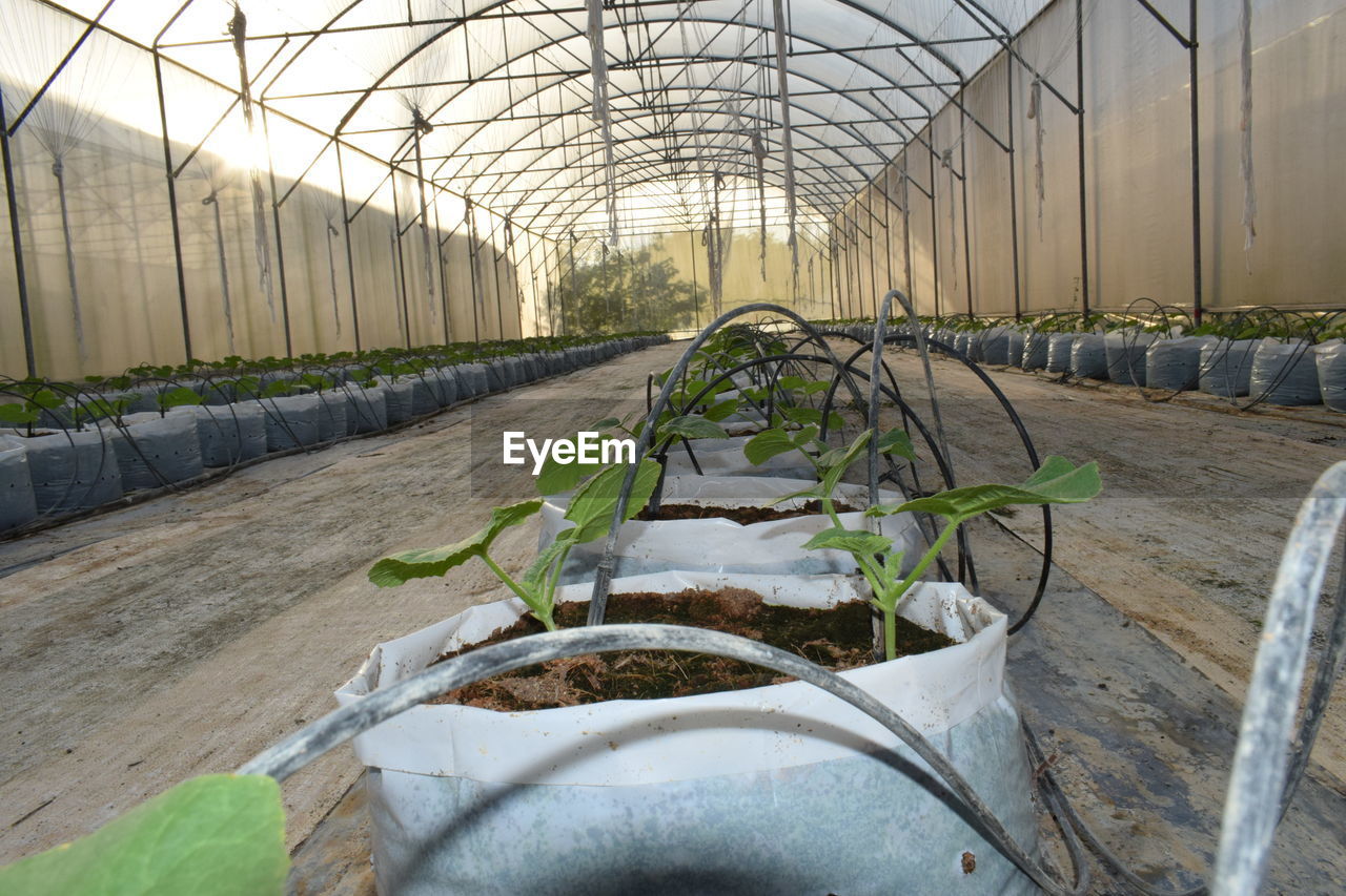 POTTED PLANT AT GREENHOUSE