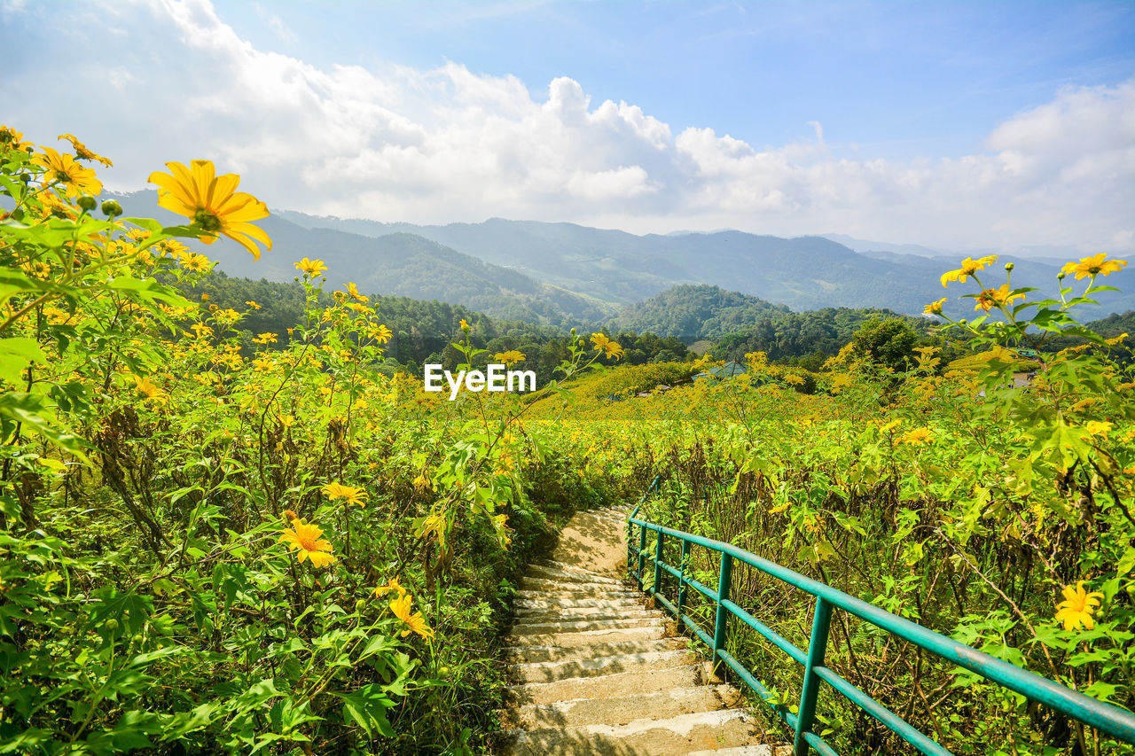 Scenic view of yellow flowering plants against sky