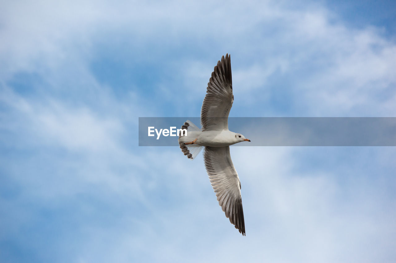 Low angle view of bird flying against sky