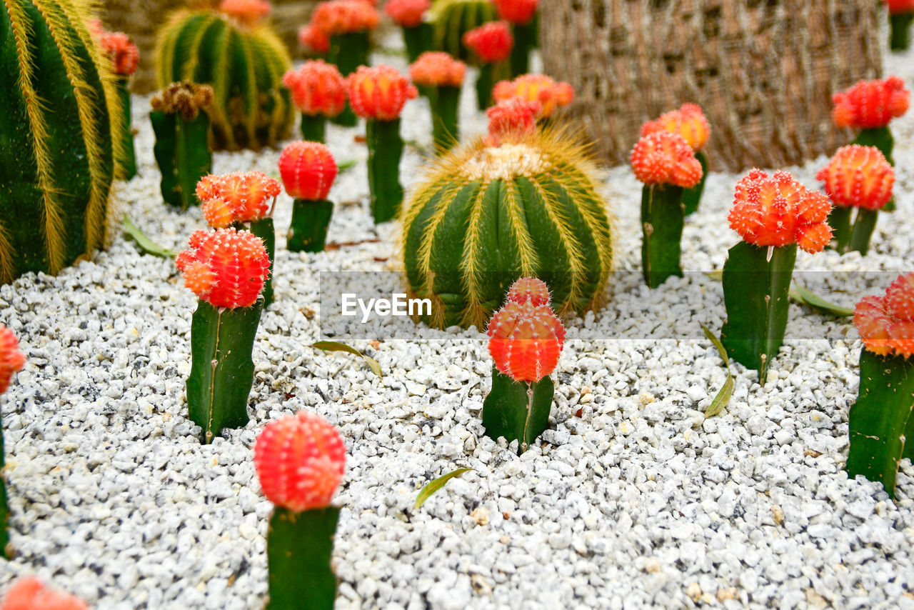 CLOSE-UP OF RED SUCCULENT PLANT ON FIELD