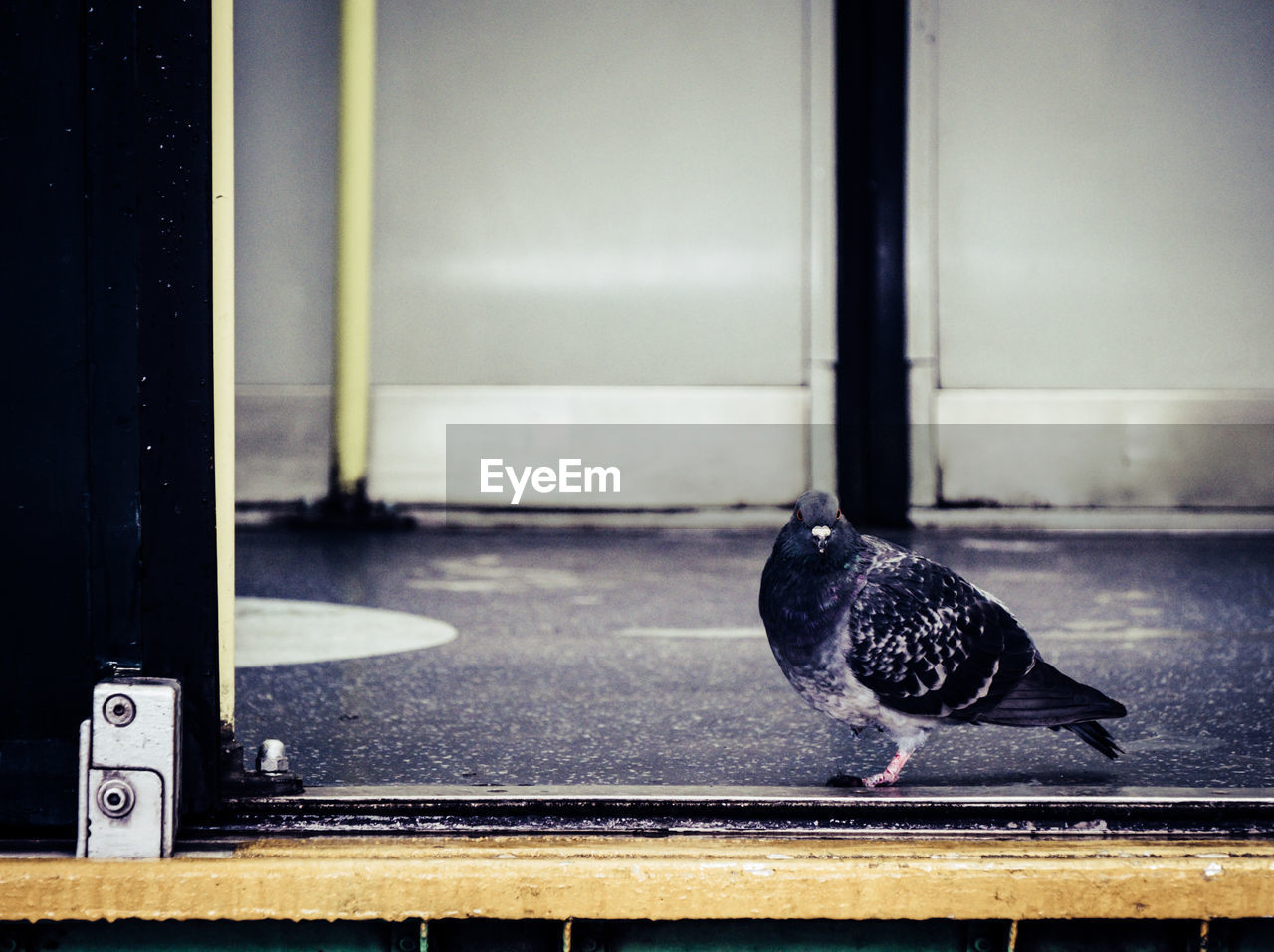 CLOSE-UP OF BIRD PERCHING ON WINDOW