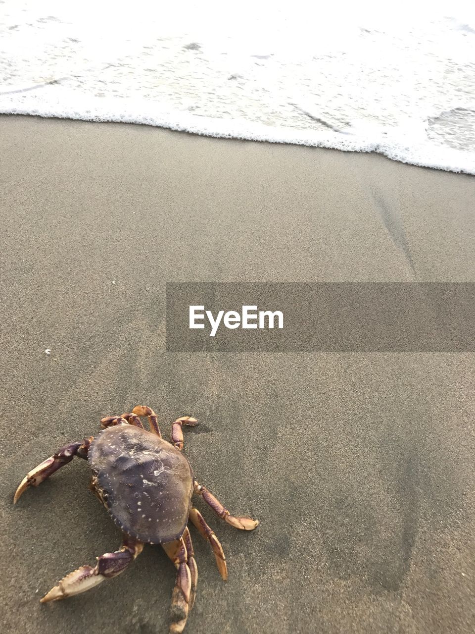 CLOSE-UP OF CRAB ON SAND AT BEACH