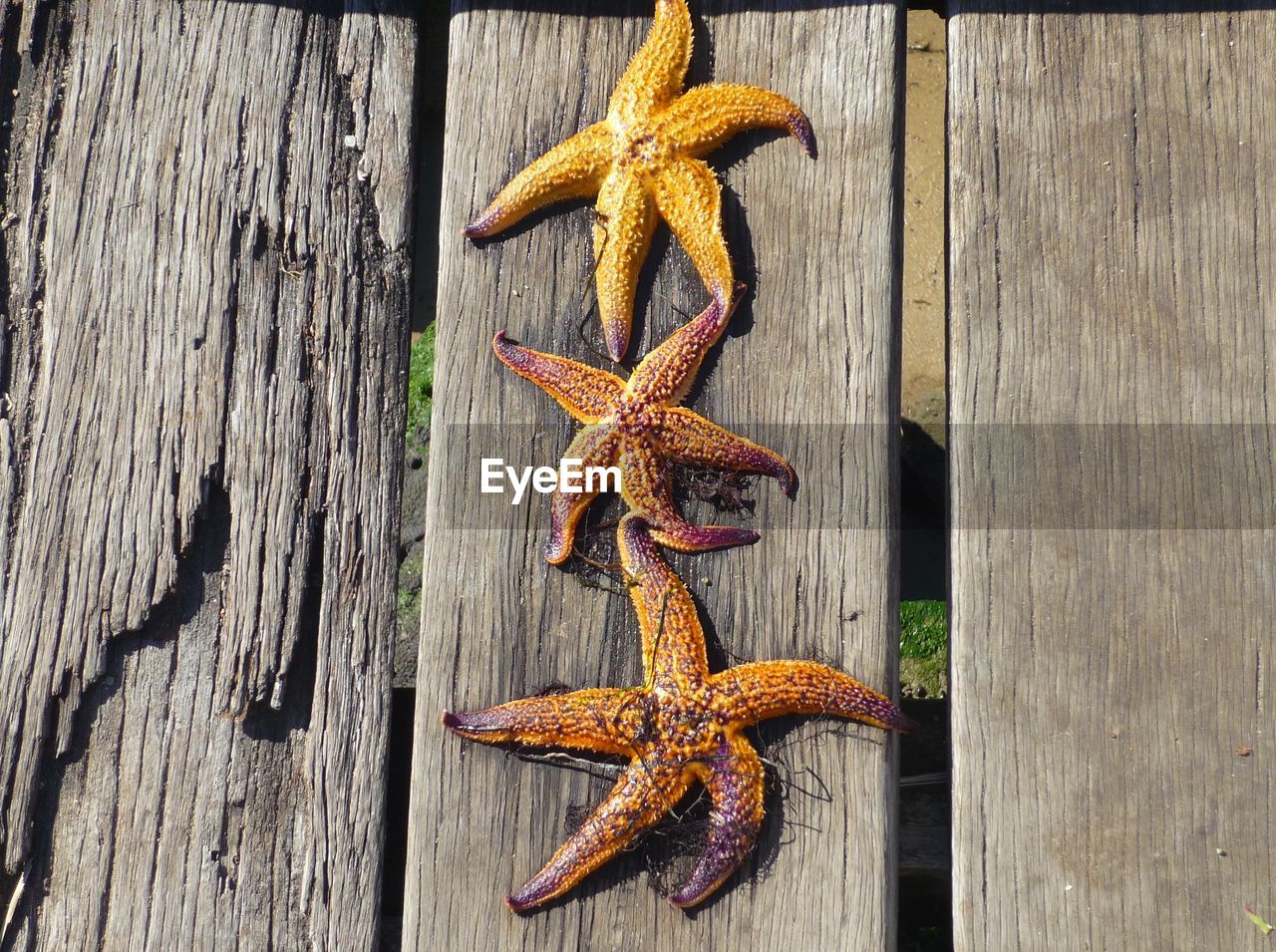 Close-up of star fish on wooden plank