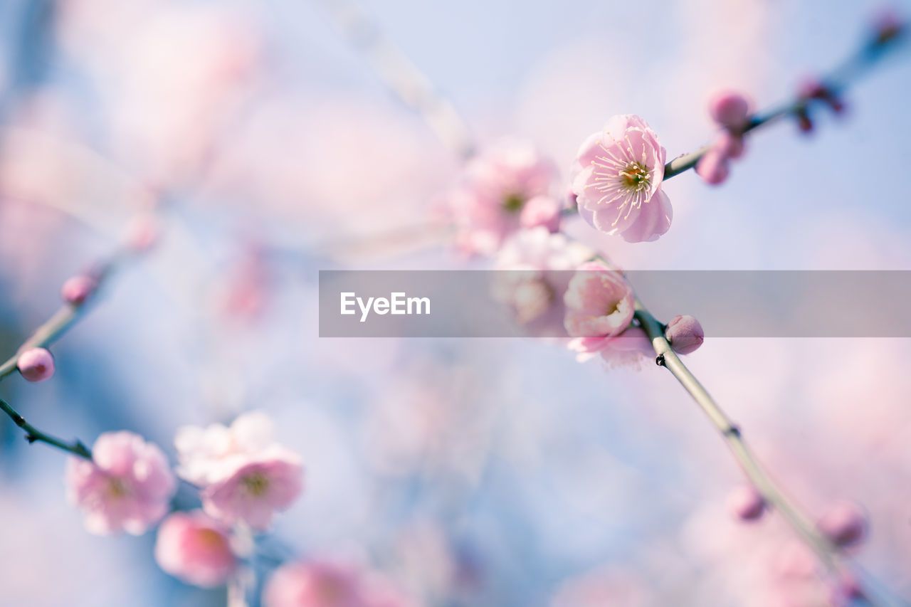 Apricot blossoms blooming on twigs