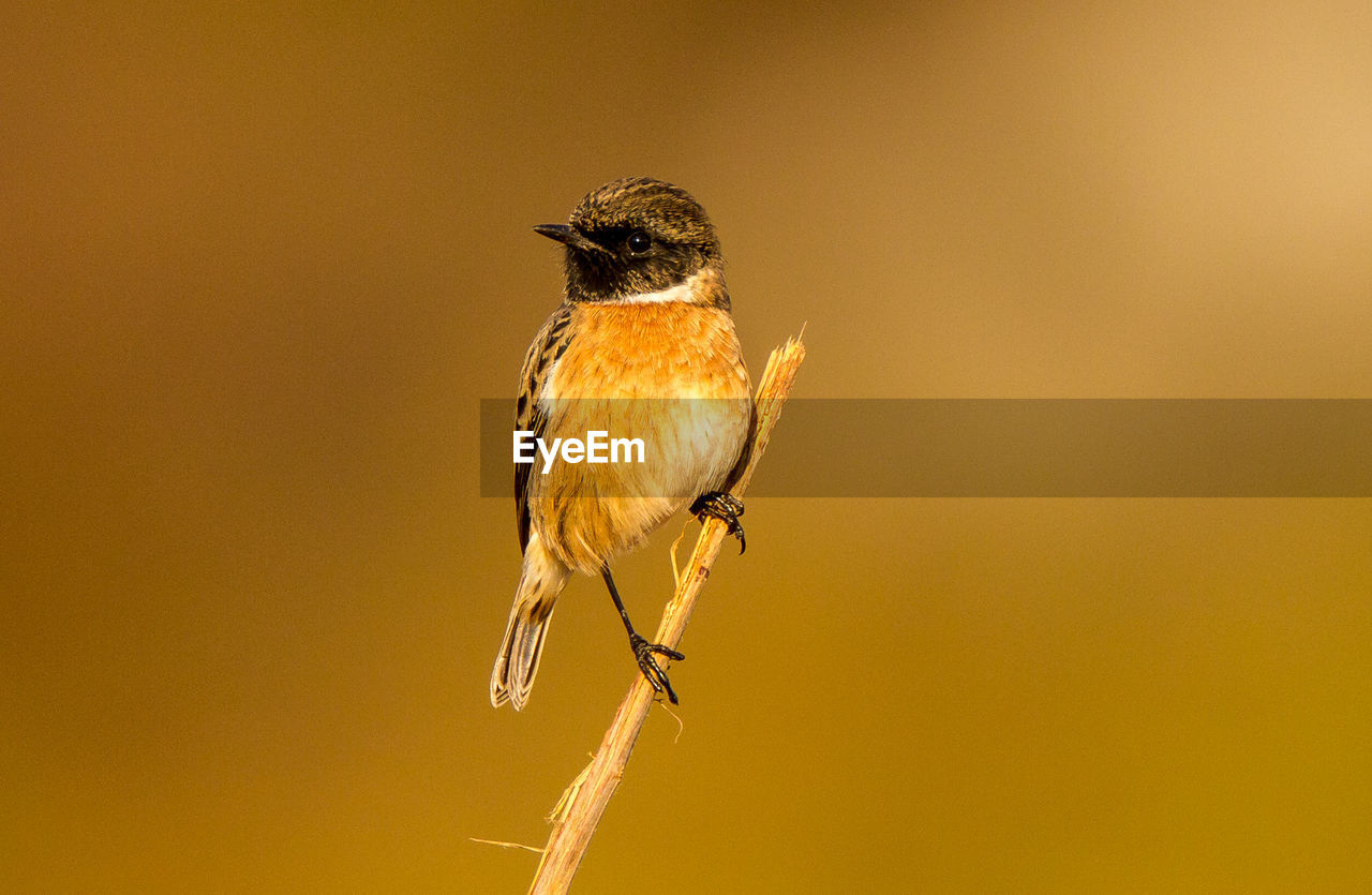 Close-up of bird perching on twig