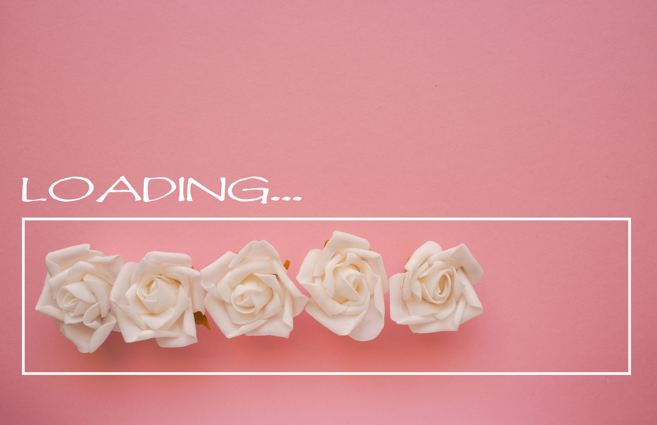 CLOSE-UP OF PINK ROSES ON WHITE BACKGROUND