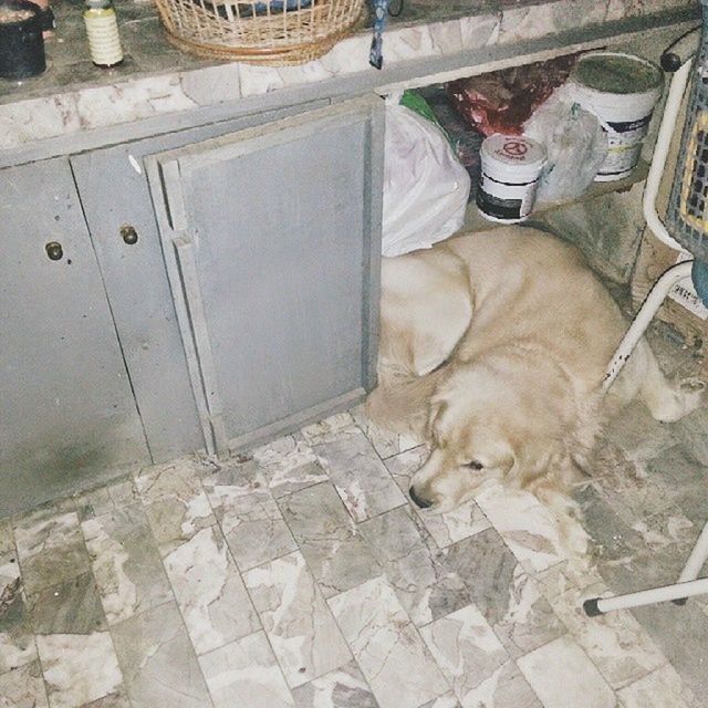 CLOSE-UP OF DOG RELAXING ON GROUND