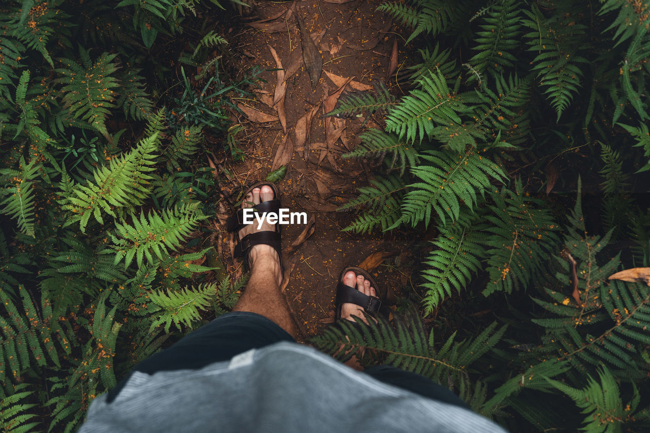 Low section of man standing amidst plants