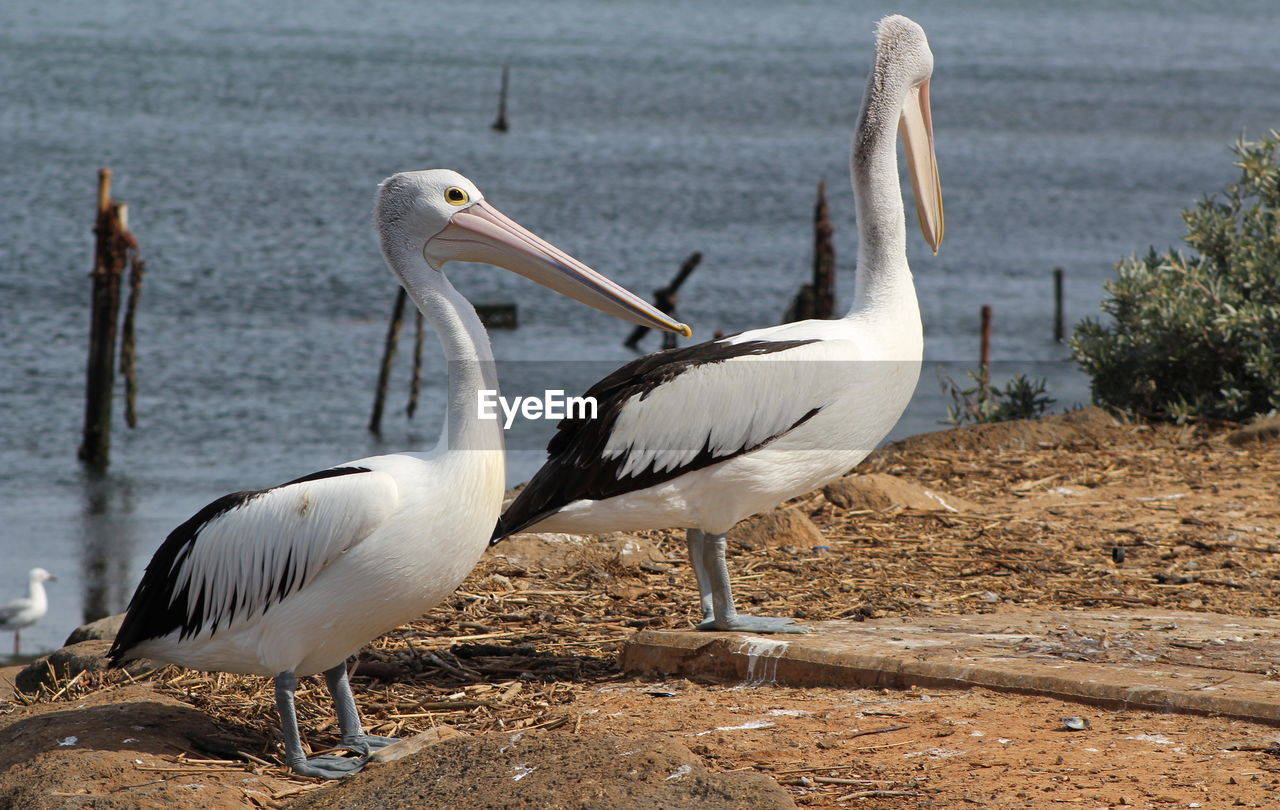 View of three birds at seaside